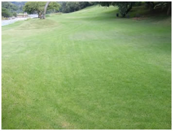 lawnpro, lawn experts, lawn maintenance company, lawn care company, lawnpro rustenburg, lawnpro company, lawnpro business, lawnpro near me